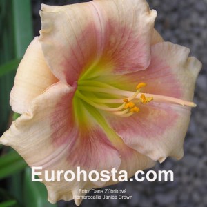 Hemerocallis Janice Brown - Eurohosta