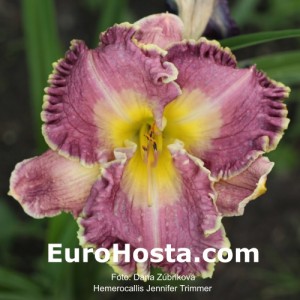 Hemerocallis 'Jennifer Trimmer'