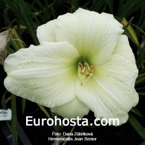 Hemerocallis Joan Senior