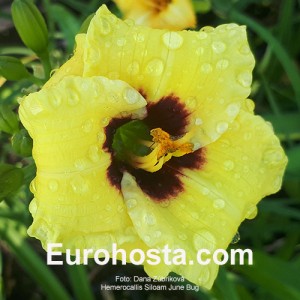 Hemerocallis Siloam June Bug