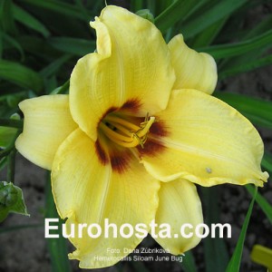 Hemerocallis Siloam June Bug - Eurohosta