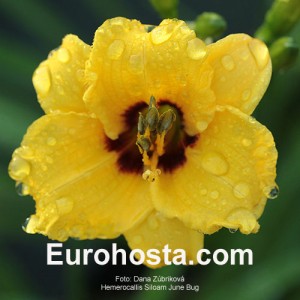 Hemerocallis Siloam June Bug - Eurohosta