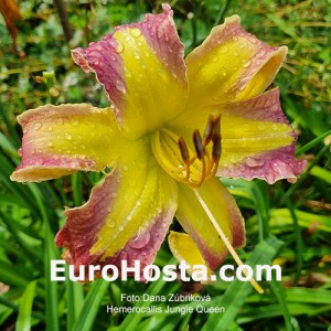 Hemerocallis Jungle Queen