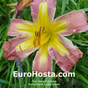 Hemerocallis Jungle Queen
