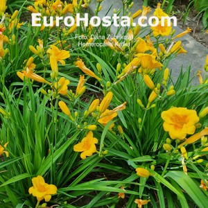 Hemerocallis Katka