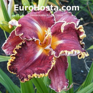 Hemerocallis King's Choice