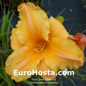 Hemerocallis Konstantina - Eurohosta