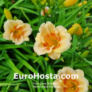 Hemerocallis Kristinka