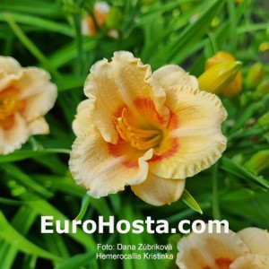 Hemerocallis Kristinka