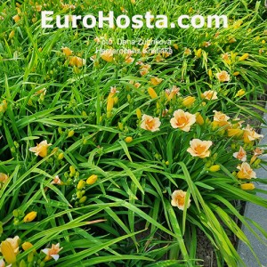 Hemerocallis Kristinka