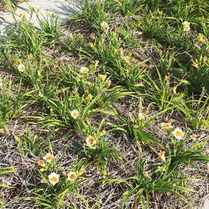 Hemerocallis Kristinka