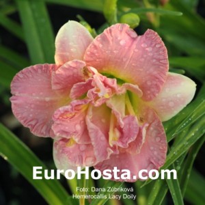 Hemerocallis Lacy Doily - Eurohosta