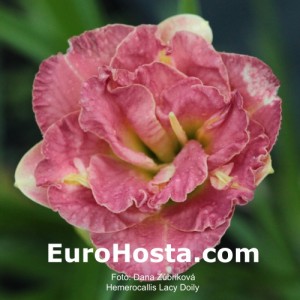 Hemerocallis Lacy Doily - Eurohosta