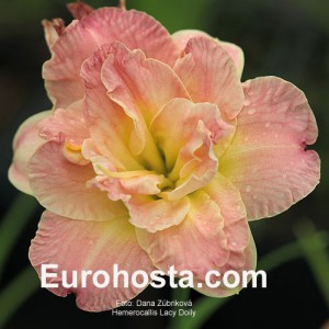 Hemerocallis Lacy Doily - Eurohosta