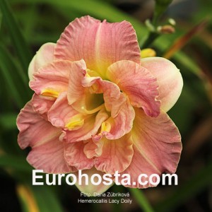 Hemerocallis Lacy Doily - Eurohosta