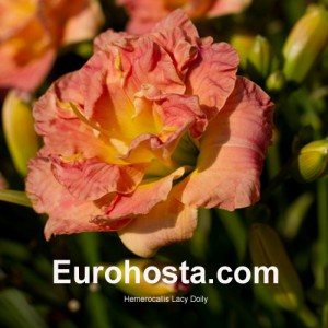 Hemerocallis Lacy Doily - Eurohosta