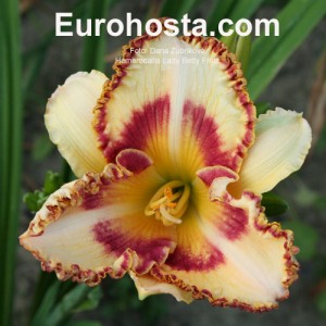 Hemerocallis Lady Betty Fretz - Eurohosta