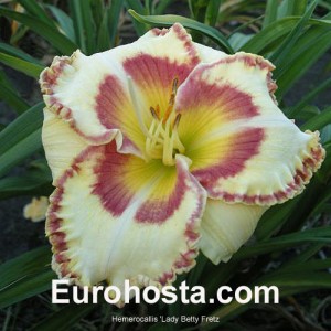 Hemerocallis Lady Betty Fretz - Eurohosta