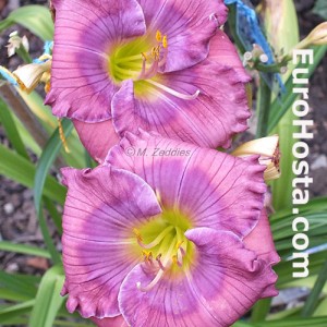 Hemerocallis Lavender Blue Baby