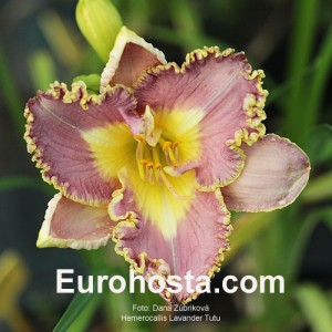 Hemerocallis Lavender TuTu - Eurohosta