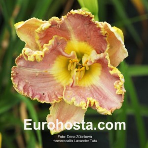 Hemerocallis Lavender TuTu - Eurohosta