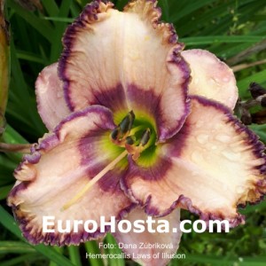 Hemerocallis Laws of Illusion