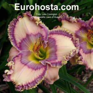 Hemerocallis Laws of Illusion