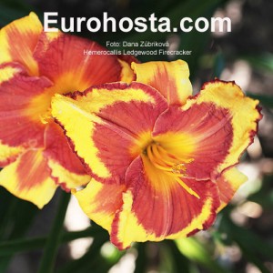 Hemerocallis Ledgewood's Firecracker