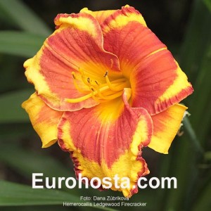 Hemerocallis Ledgewood's Firecracker