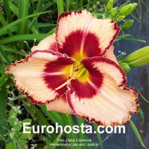 Hemerocallis Lies and Lipstick