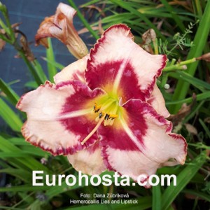 Hemerocallis Lies and Lipstick