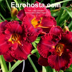 Hemerocallis Lil'Red Wagon