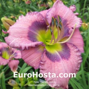 Hemerocallis Linda Sierra