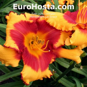 Hemerocallis Lip Smack