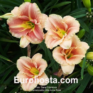 Hemerocallis Little Anna Rosa