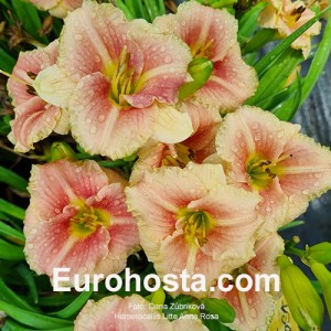 Hemerocallis Little Anna Rosa 