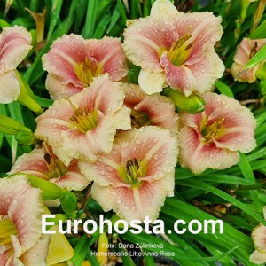 Hemerocallis Little Anna Rosa 