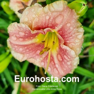 Hemerocallis Little Anna Rosa 