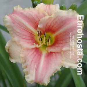 Hemerocallis Little Anna Rosa 