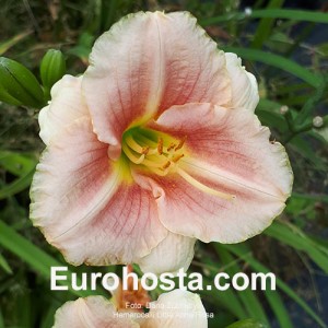 Hemerocallis Little Anna Rosa 