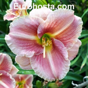 Hemerocallis Little Anna Rosa 