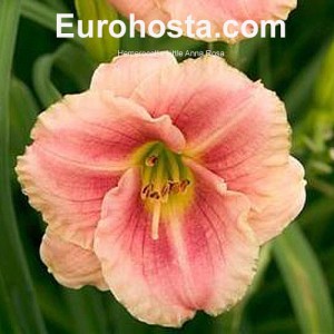 Hemerocallis Little Anna Rosa - Eurohosta