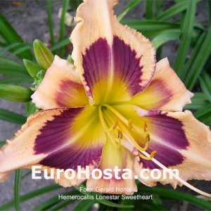 Hemerocallis Lonestar Sweetheart