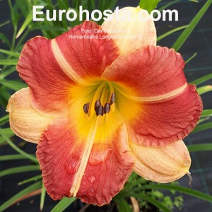 Hemerocallis Longfields Butterfly