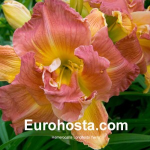 Hemerocallis Longfields Twins - Eurohosta