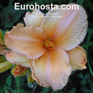 Hemerocallis Look Once Again - Eurohosta