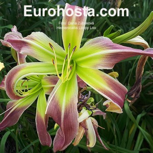 Hemerocallis Loopy Loo - Eurohosta