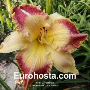 Hemerocallis Lotus Position - Eurohosta