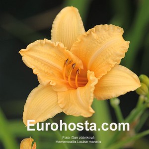 Hemerocallis Louise Manelis - Eurohosta