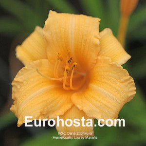 Hemerocallis Louise Manelis - Eurohosta